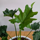 Philodendron Hope, with 5.5 inches white decor plant